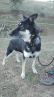 josey 2 20161124 1186194870