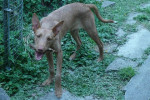 pipo 1 20130810 2051969106