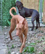pipo 20101116 1074938059