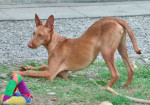 pipo 20101116 1294124324