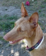 pipo 20101116 1562066964
