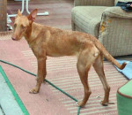 pipo 20101116 1945193409
