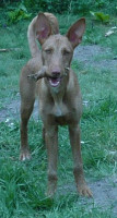 pipo 2 20130810 1519330109