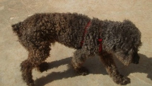 paco 20101116 1182329313