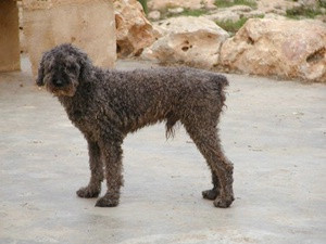 paco 20101116 1333887030
