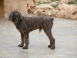 paco 20101116 1333887030