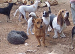 paco 20101116 1397607722