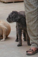 paco 20101116 1538149815