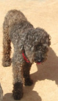 paco 20101116 1585926232