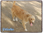 pelocho 5 20160815 1800662297