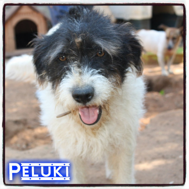 peluki 1 20160819 1894272522