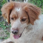 Bartolo3