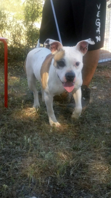 Tona4