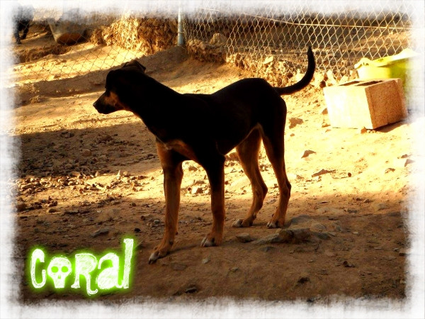 coral 7 20161008 1152960088