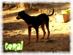 coral 7 20161008 1152960088