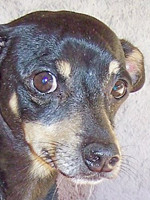 pocholo