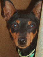 Polly