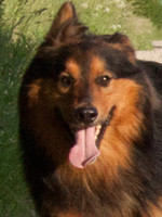 Pongo_1