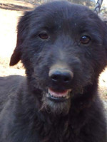 Puca