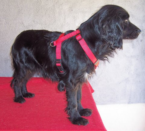 nanni 20110416 1613882927