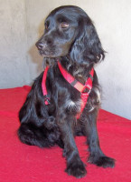 nanni 20110416 2047168369