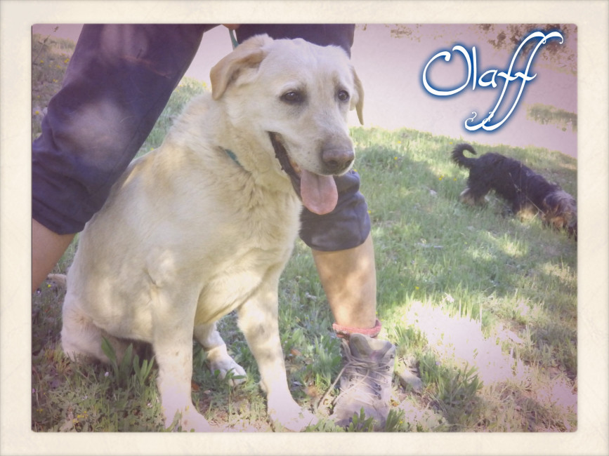 olaf 3 20160217 1450747293