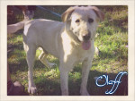 olaf 5 20160217 1760622037