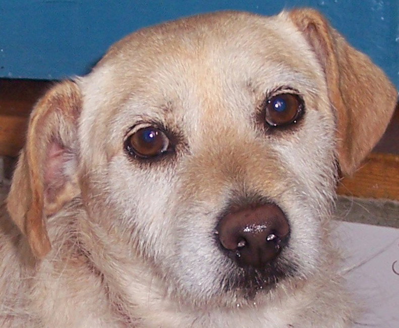molly 3 20120720 2039172748
