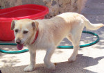 molly 5 20120720 1025780964