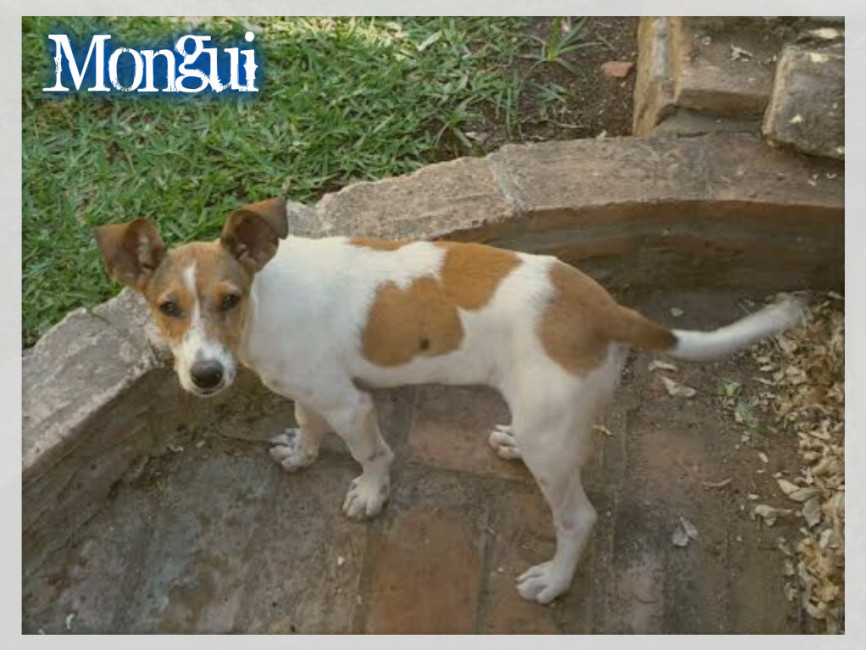mongui 1 20160224 1648328798
