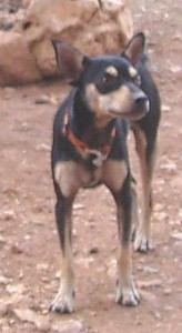 luky 20101116 1328959007