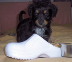 maexchen 20110201 1132456519