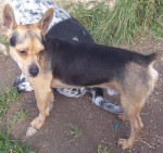 peppi 3 20140204 2083586209
