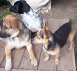 peppi 5 20140204 1364906232