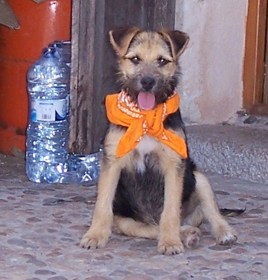 lobolito 1 20130420 1637317969