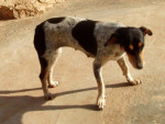 lona 20101116 1964504750