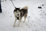 lucky 2 20130115 1826038488