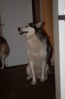 lucky 3 20130117 1205733651