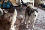 lucky 6 20130115 1141452860