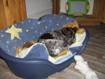 frieda 1 20111109 1111561163