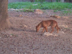 estrela 20101124 1015233094