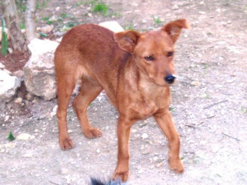 estrela 20101124 1042650892