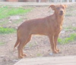 estrela 20101124 1470485623