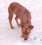 estrela 20101124 1746180338