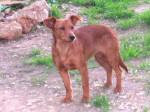 estrela 20101124 1933198541