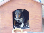falco 20101111 1013116715
