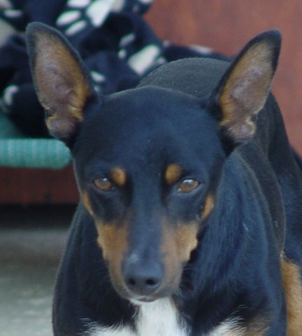 falco 20101111 1030088044