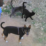 falco 20101111 1549316068