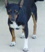 falco 20101111 1603203580
