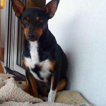 falco 20101111 1609079303